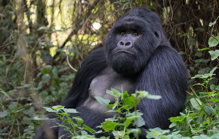 2 days Mgahinga gorilla trekking from kigali