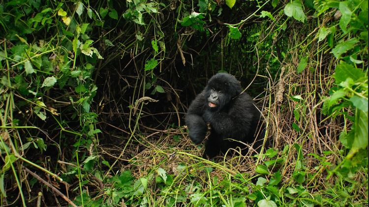 2 Days  virunga gorilla trekking