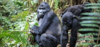 Gorilla trekking Uganda from Rwanda