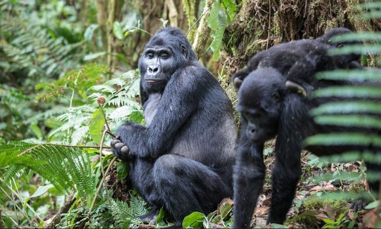 Gorilla trekking Uganda from Rwanda