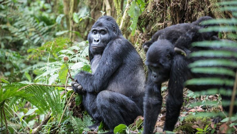 Gorilla trekking Uganda from Rwanda 