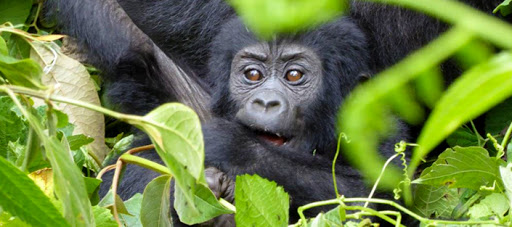 4 Days Bwindi Impenetrable National Park Safari