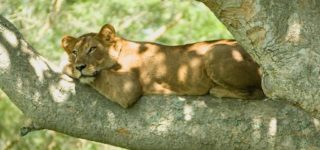 4 Days Queen Elizabeth Wildlife Safari