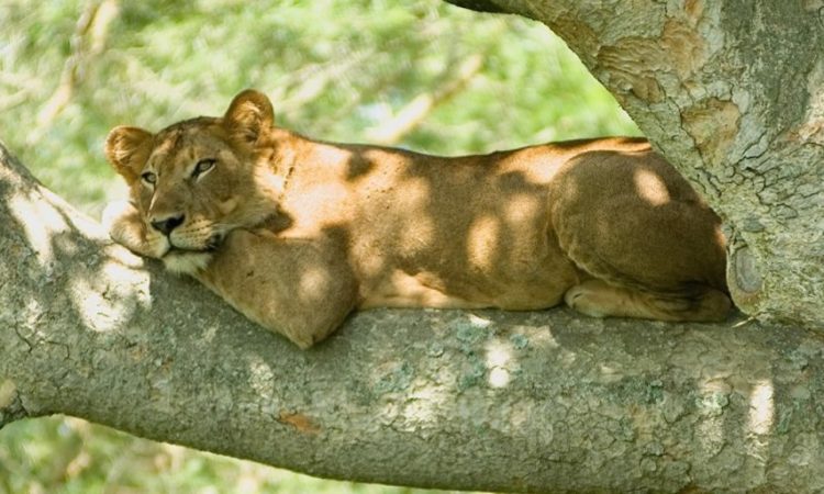 4 Days Queen Elizabeth Wildlife Safari