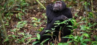 5 Days Uganda Primates Safari