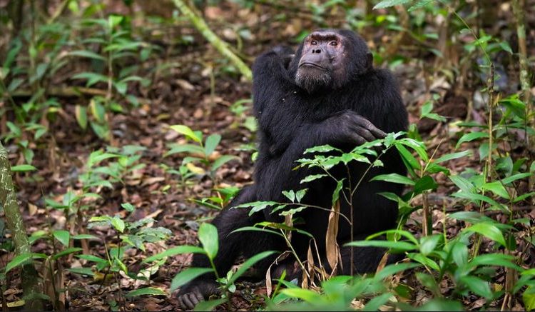 5 Days Uganda Primates Safari