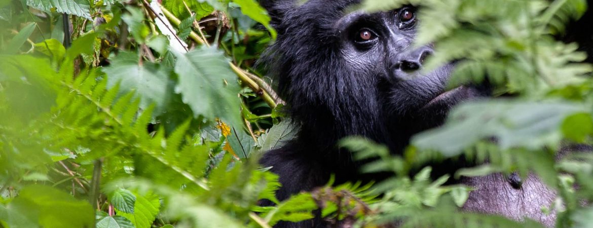 5 Days Uganda Primates Safari