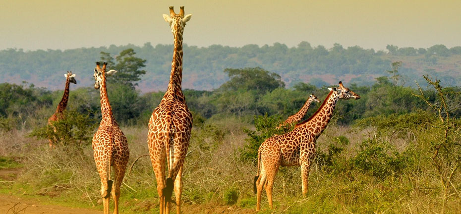 Rwanda's Breathtaking Conservation Safari