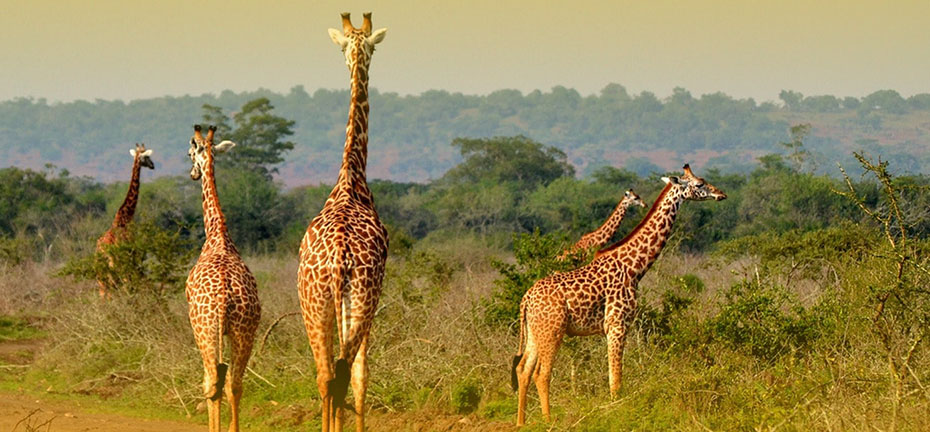 Game Drive Safaris in Rwanda