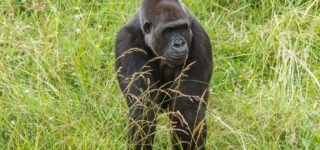 3 Days Lowland Gorillas in Kahuzi Biega