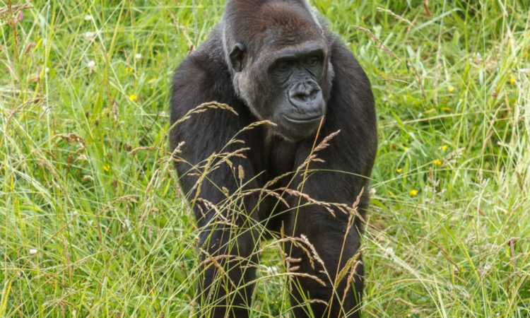 3 Days Lowland Gorillas in Kahuzi Biega