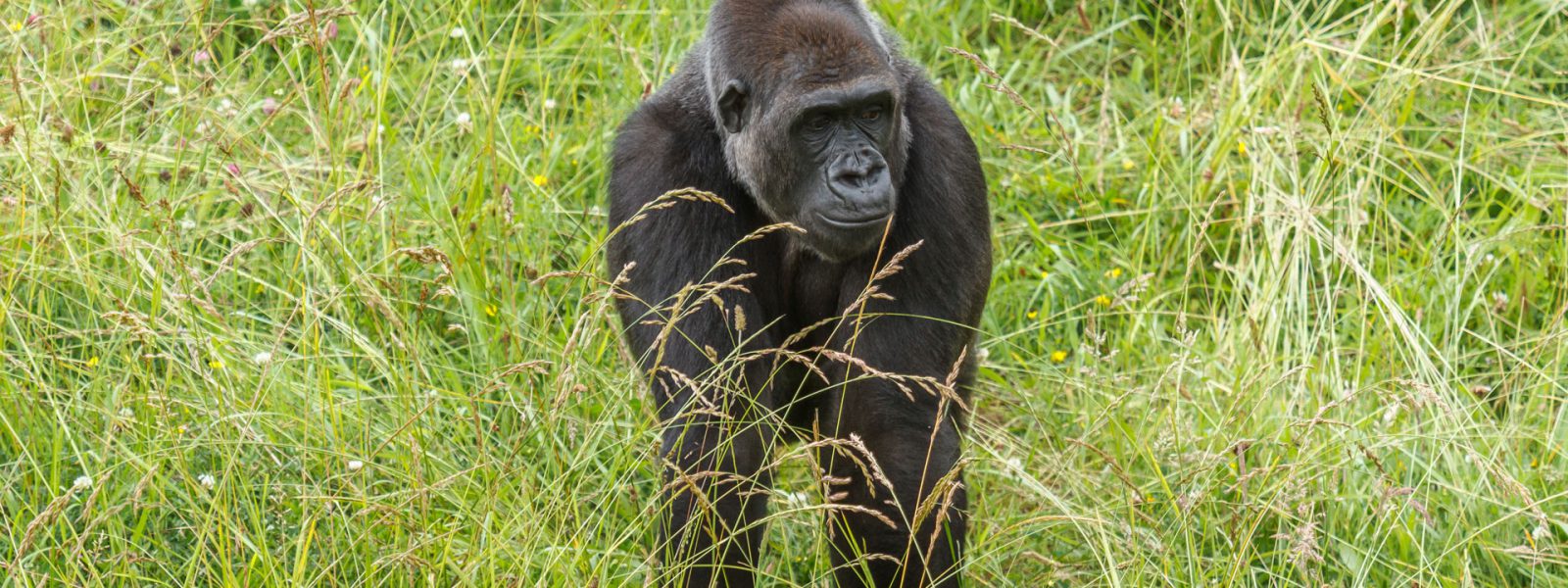 Eastern Low Land Gorillas