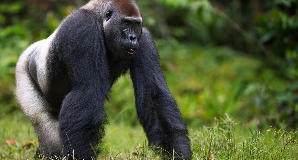 3 Days Lowland Gorillas in Kahuzi Biega