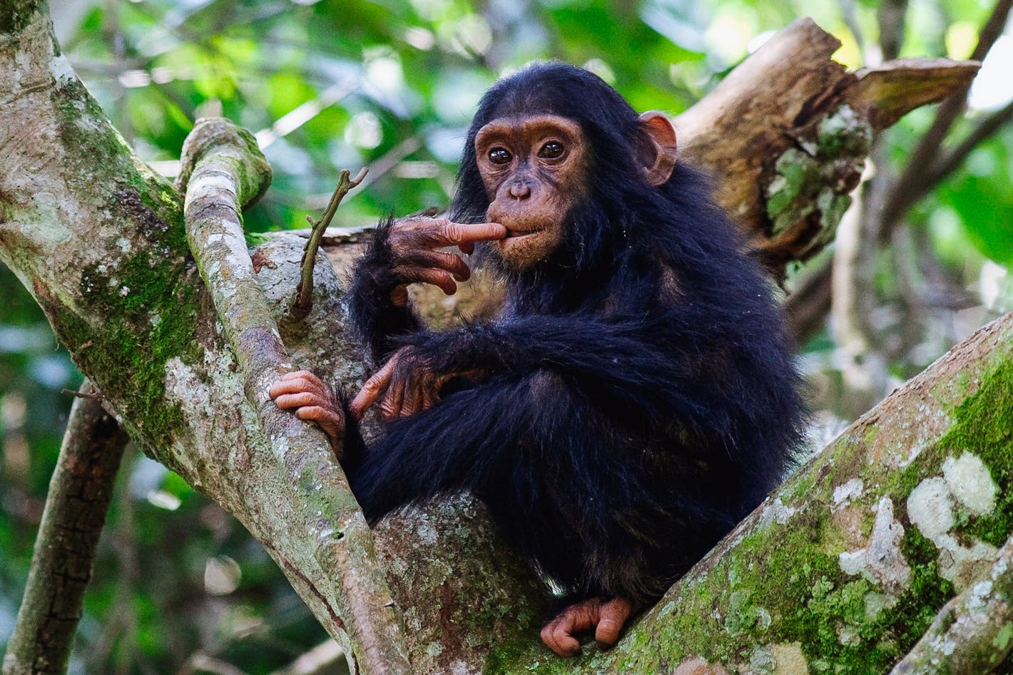 Interesting Facts About Chimpanzees