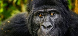 4 Days Lowland Gorillas and Chimps in Kahuzi Biega