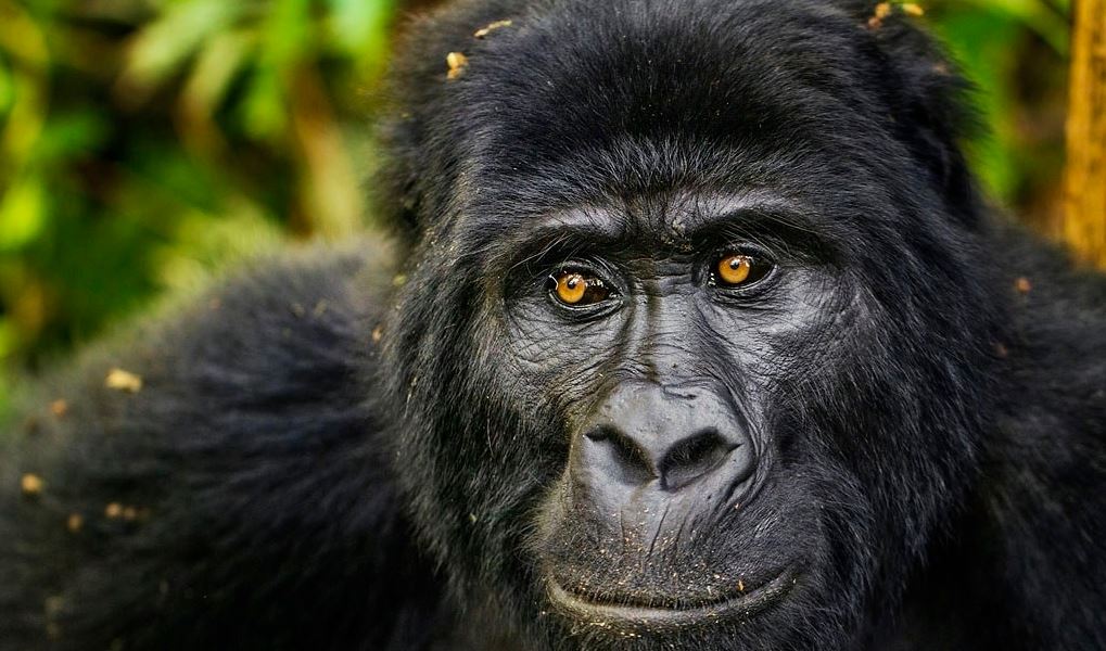 Lowland Gorillas in Kahuzi