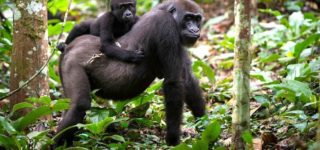 5 Days Lowland gorillas and Nyiragongo hiking