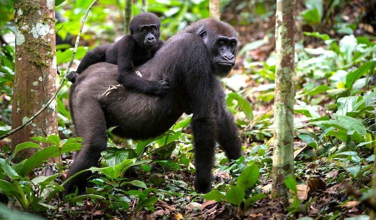 5 Days Lowland gorillas and Nyiragongo hiking