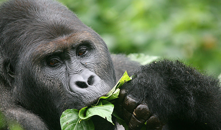 7 Days Kahuzi biega and Virunga national park Safari