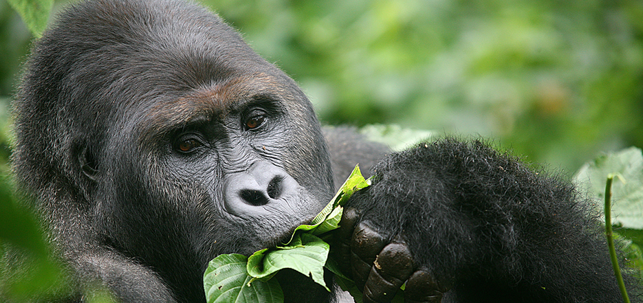 Eastern Lowland Gorilla Trekking in Congo