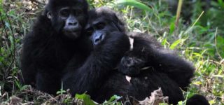 10 Days Virunga Rutshuru Expedition Safari