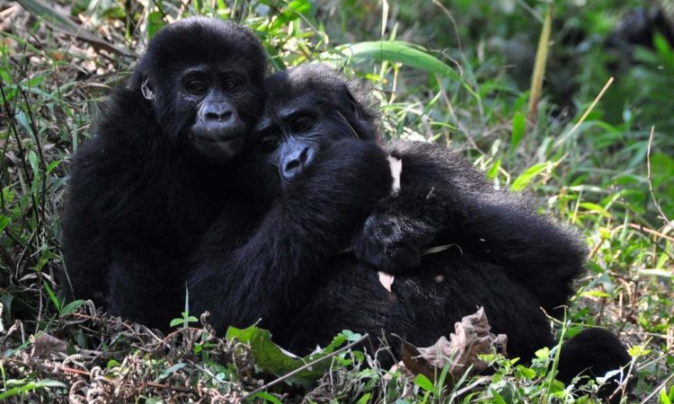 10 Days Virunga Rutshuru Expedition Safari