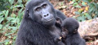 6 Days Virunga Great Ape safari with Nyiragongo