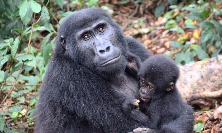 6 day bwindi, mgahinga & volcanoes park gorilla trekking