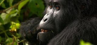 5 Days Virunga Gorilla & Chimpanzee Trekking Safari (Great Ape)