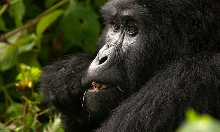 5 Days Virunga Gorilla & Chimpanzee Trekking Safari (Great Ape)