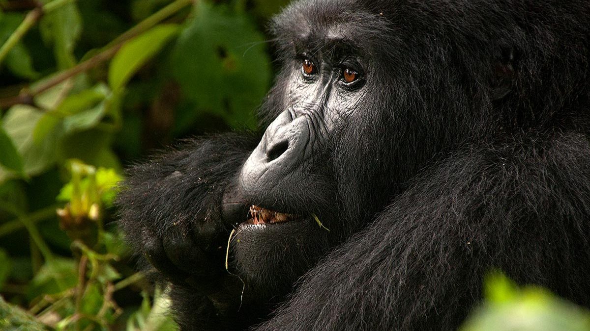 Virunga National Park