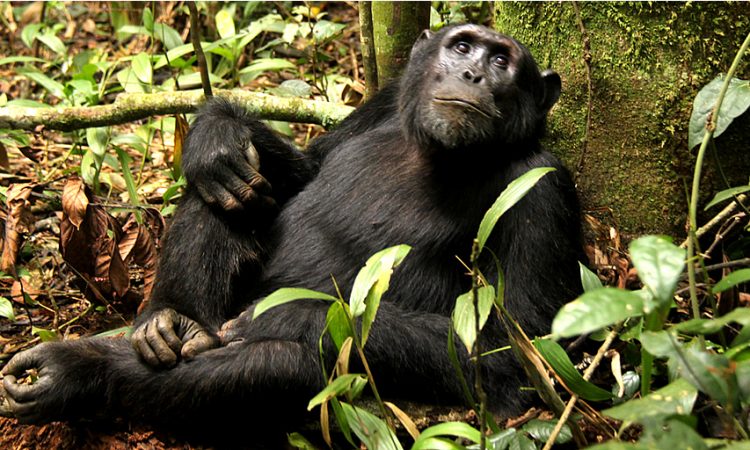 Gorilla Strength Vs Chimpanzees