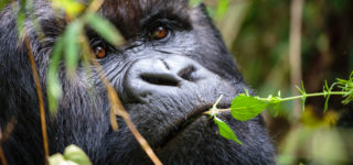 6 Days Virunga Gorilla Trekking and Nyiragongo Hike (Virunga Classic)