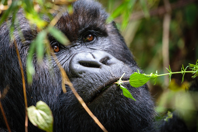 6 Days Virunga Gorilla Trekking and Nyiragongo Hike (Virunga Classic)