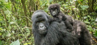 11 Days Virunga Expedition