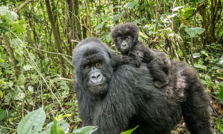 11 Days Virunga Expedition