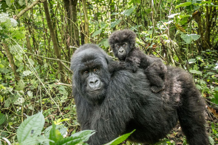 5 Days  volcanoes and virunga gorilla trekking safari