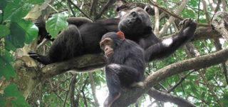 Chimpanzee Trekking in Rwanda 2022