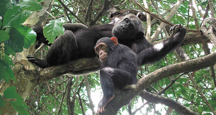Primate safaris in Rwanda 2022