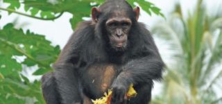 5 days Rwanda Gorillas and Primates Safari