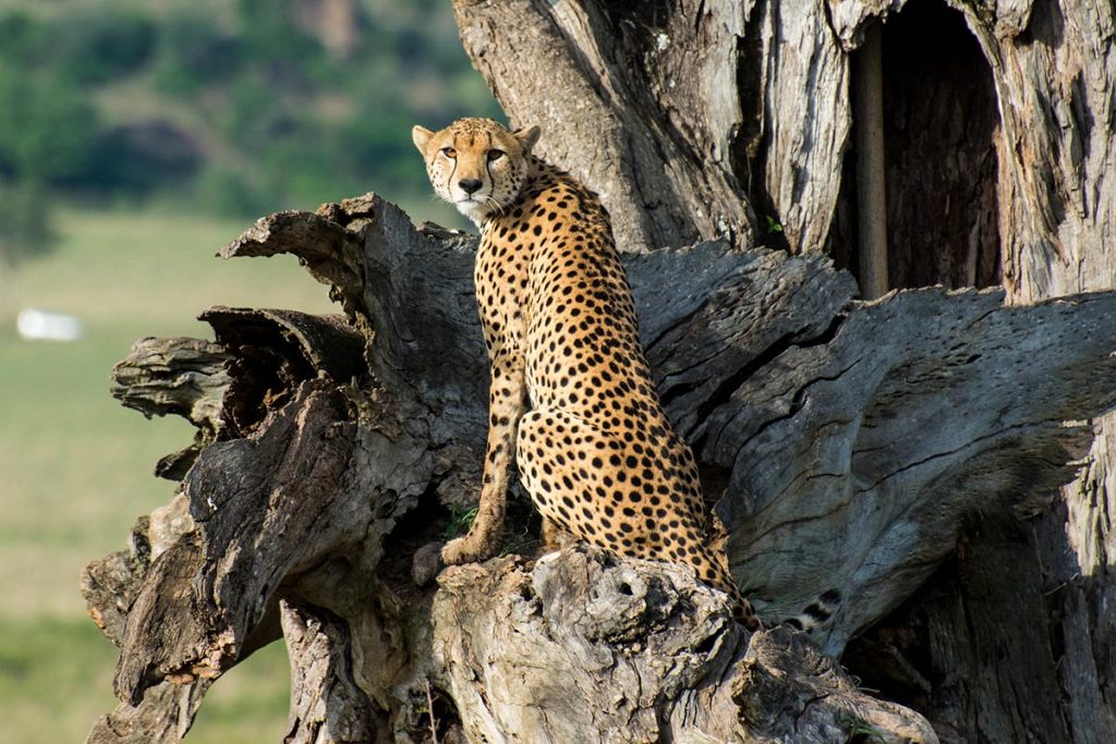 Entrance fees for Kidepo valley national park in 2024