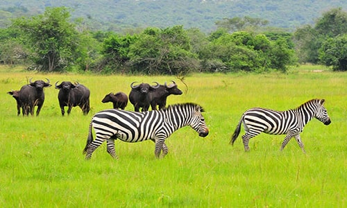 2 days horseback riding in Lake Mburo National Park