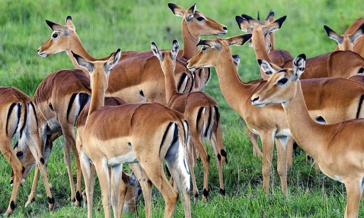 3 Days Lake Mburo National Park