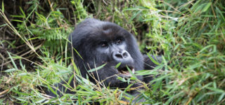 3 Days Rwanda Gorilla trekking & Mount Bisoke Hike