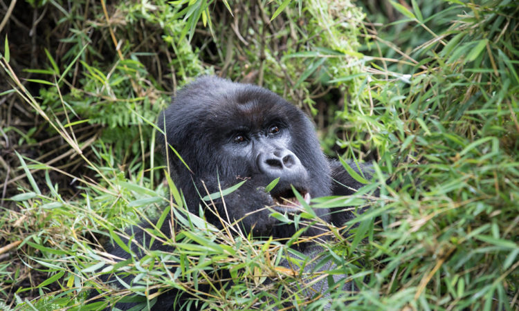 3 Days Rwanda Gorilla trekking & Mount Bisoke Hike