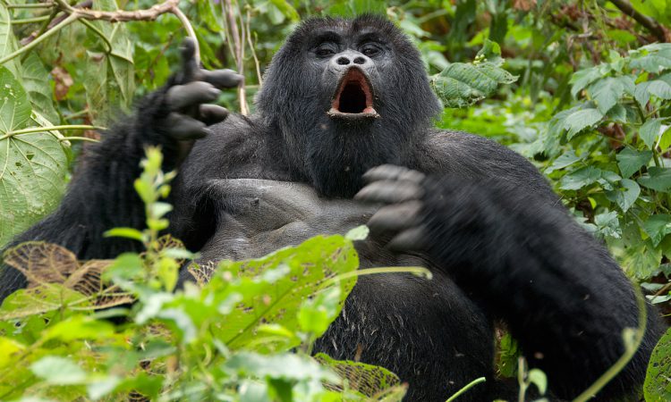Gorilla Trekking in Rushaga Sector in Bwindi Impenetrable National Park