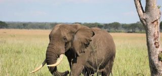 4 Days Kidepo Wildlife Safari