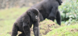 5 Days Rwanda Gorillas, Golden monkeys & Bisoke hike safari