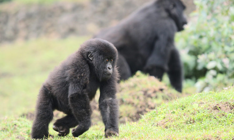 5 Days Rwanda Gorillas, Golden monkeys & Bisoke hike safari