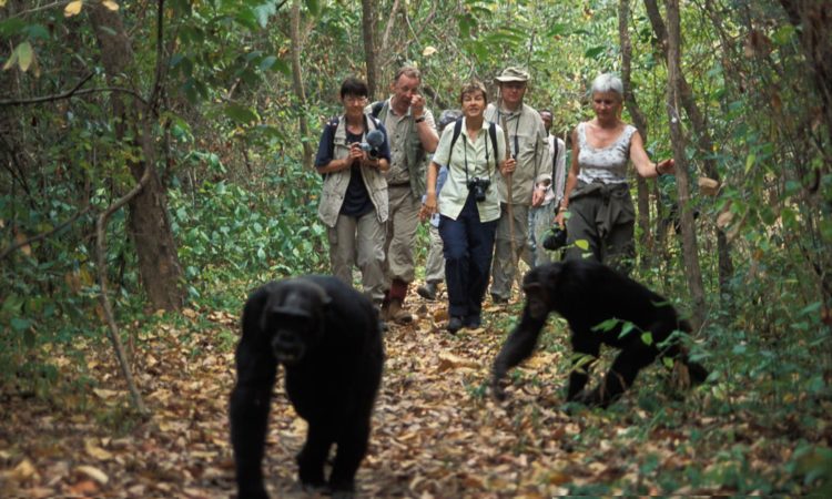 7 Days Murchison Falls and Kibale Chimpanzee Trekking Safari